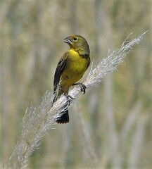 Sicalis luteola