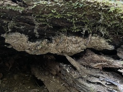 Hydnocristella himantia