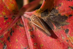 Idiodonus kennicotti