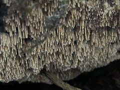 Hydnocristella himantia