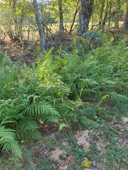 Pelazoneuron kunthii