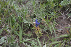 Gentiana affinis