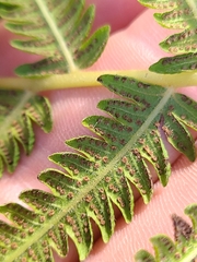 Pelazoneuron kunthii