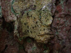 Chaenotheca ferruginea