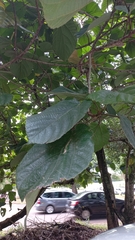 Ficus auriculata
