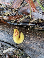 Triboniophorus graeffei