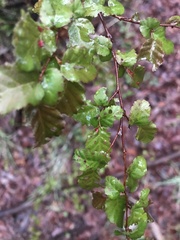 Nothofagus obliqua