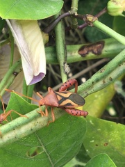 Crinocerus sanctus