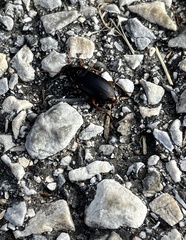 Harpalus
