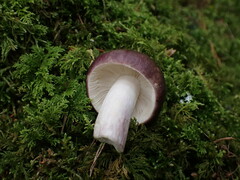 Russula queletii