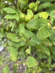 Lonicera tatarica