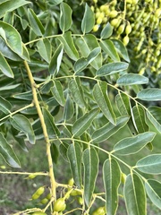 Styphnolobium japonicum