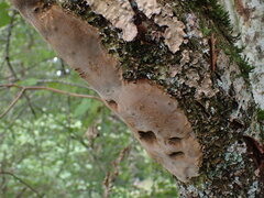 Fomitiporia punctata