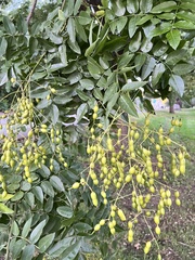 Styphnolobium japonicum