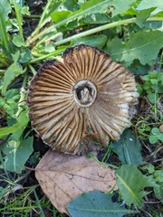 Leucoagaricus barssii
