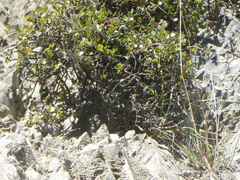 Muehlenbeckia complexa complexa