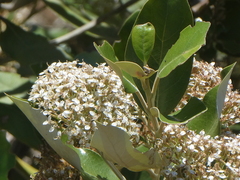 Olearia avicenniifolia