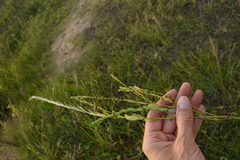 Phyllanthus evanescens