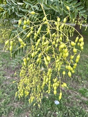 Styphnolobium japonicum