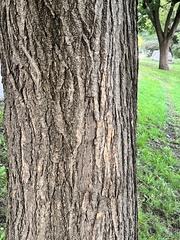 Styphnolobium japonicum