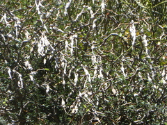 Sophora prostrata