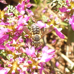 Anthidium