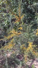 Hippophae rhamnoides