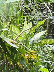 Dieffenbachia seguine