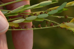 Phyllanthus evanescens