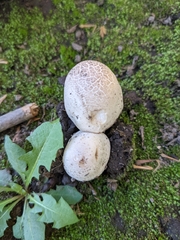 Leucoagaricus barssii