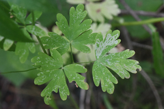 Aquilegia formosa