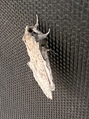 Rhinobombyx cuneata