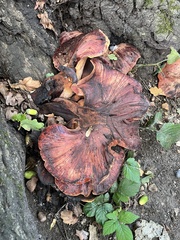 Fistulina hepatica