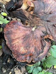 Fistulina hepatica