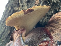 Fistulina hepatica