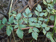 Angelica genuflexa
