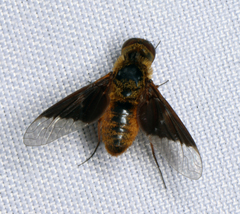 Chrysanthrax cypris