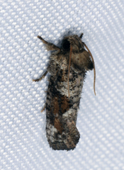 Acrolophus piger