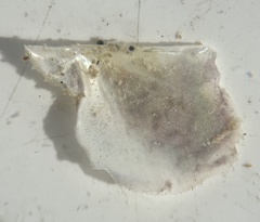 Pteria colymbus