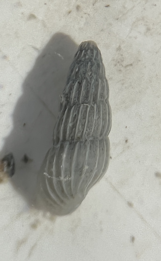 Rissoina dyscrita
