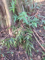 Arachniodes simplicior