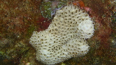 Palythoa tuberculosa