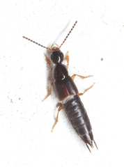 Staphylinini