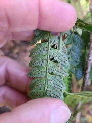 Arachniodes simplicior