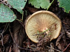 Paxillus ammoniavirescens