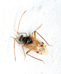 Eustictus