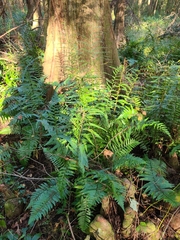 Dryopteris ludoviciana