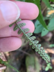 Dryopteris ludoviciana