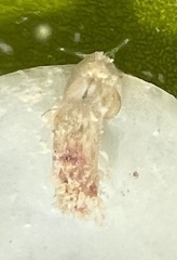 Caecum