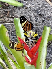 Heliconius